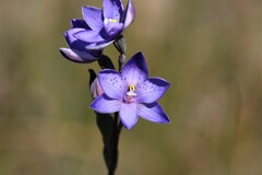 Thelymitra x merraniae