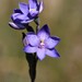 Thelymitra × merraniae - Photo (c) Garry French, algunos derechos reservados (CC BY-NC), subido por Garry French