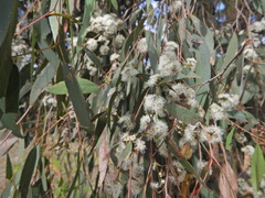 Eucalyptus radiata