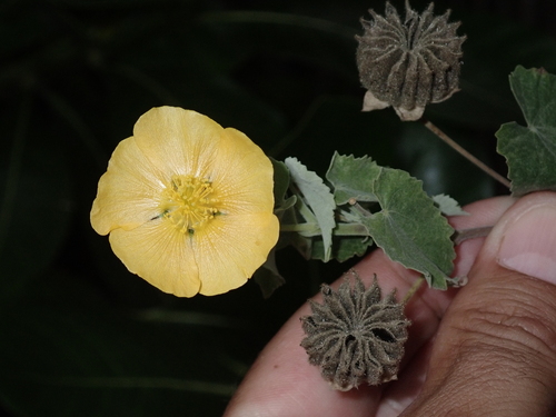 Abutilon indicum, 2022-12-12