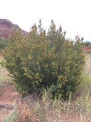Juniperus pinchotii
