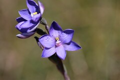 Thelymitra x merraniae