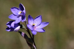 Thelymitra x merraniae