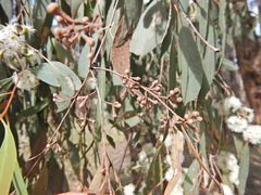 Eucalyptus radiata