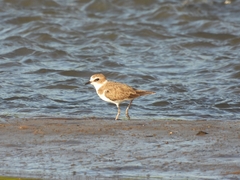 Charadrius javanicus