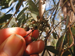 Eucalyptus radiata