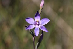 Thelymitra × truncata