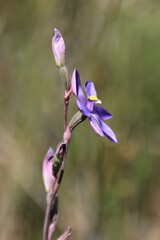 Thelymitra × truncata