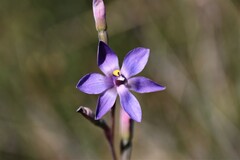 Thelymitra × truncata