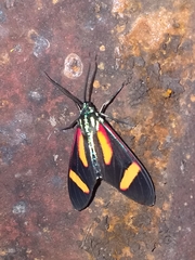 Cyanopepla submacula