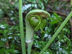 Arisaema ringens
