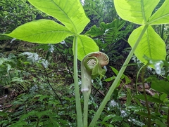 Arisaema ringens