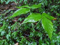 Arisaema ringens