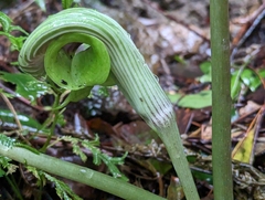 Arisaema ringens