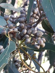 Eucalyptus baxteri