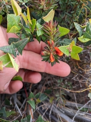 Pultenaea humilis