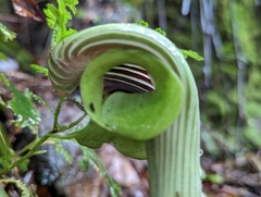 Arisaema ringens