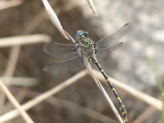 Austrogomphus collaris