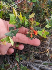 Pultenaea humilis
