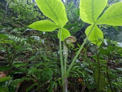 Arisaema ringens