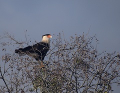 Caracara plancus cheriway