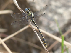 Austrogomphus collaris