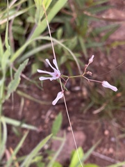 Brachystelma rubellum