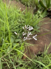 Brachystelma rubellum