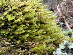 Rhynchostegium