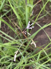 Brachystelma rubellum