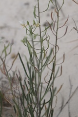 Nerisyrenia linearifolia