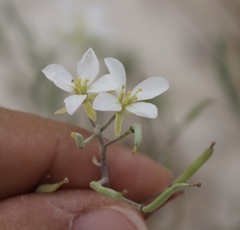 Nerisyrenia linearifolia