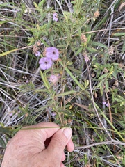 Thomasia petalocalyx