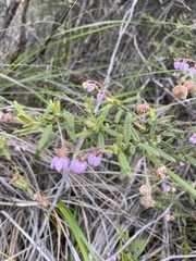 Thomasia petalocalyx