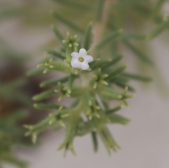 Nama carnosa