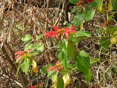 Euphorbia pulcherrima