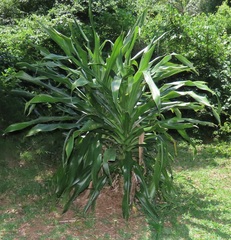 Dracaena aletriformis