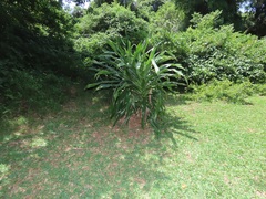 Dracaena aletriformis