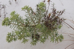 Nama carnosa