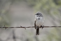 Artemisiospiza nevadensis