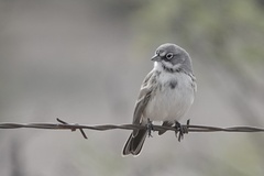 Artemisiospiza nevadensis