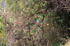 Euphorbia pulcherrima