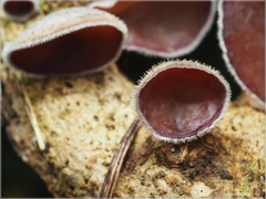 Auricularia cornea