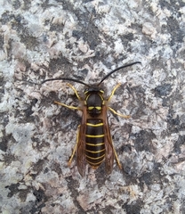 Vespula flaviceps