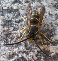 Vespula flaviceps