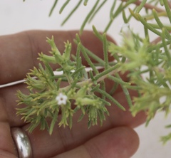 Nama carnosa