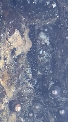 Gymnothorax pictus