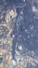 Gymnothorax pictus
