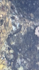 Gymnothorax pictus