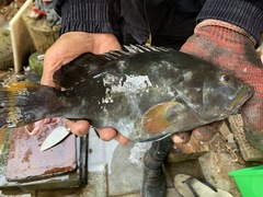 Epinephelus flavocaeruleus